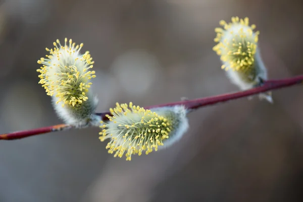 春のヤギ柳の初芽 — ストック写真