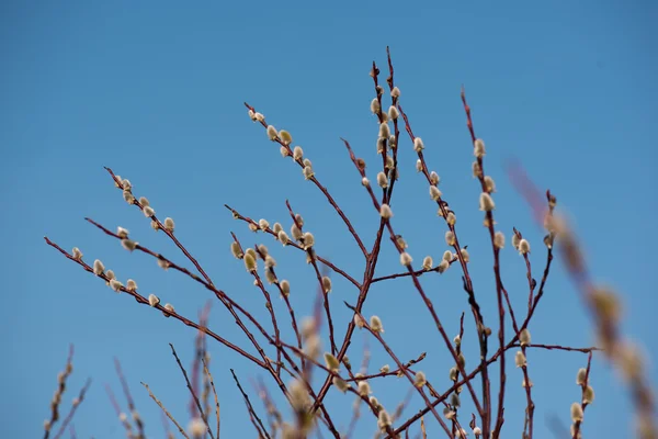 春のヤギ柳の初芽 — ストック写真