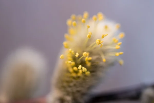 Erste Knospen der Ziegenweide im Frühling — Stockfoto