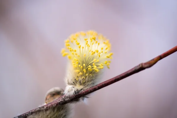 春のヤギ柳の初芽 — ストック写真