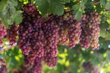 Üzüm Crete, Yunanistan