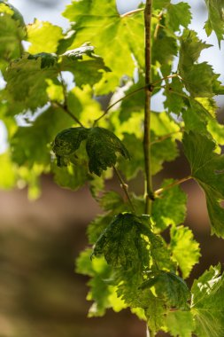 Üzüm Crete, Yunanistan