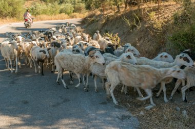 Koyun Crete, Yunanistan