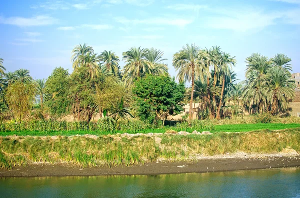 Egipto. Oasis junto al río Nilo — Foto de Stock