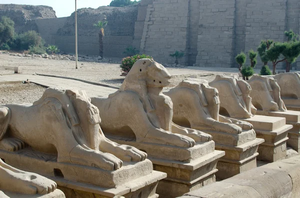 Avenue de sphinx dans l'ancien temple égyptien d'Amun-Re (complexe du temple Karnak, Louxor, Égypte ) — Photo