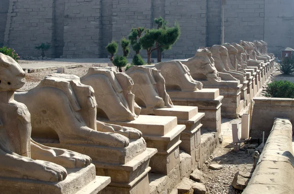Avenue of ram-headed sphinxes in Luxor — Stock Photo, Image