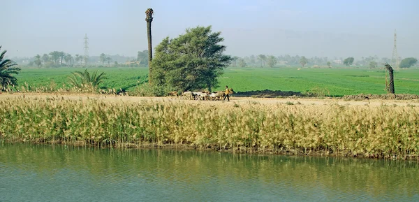 Egipto. Oasis junto al río Nilo — Foto de Stock