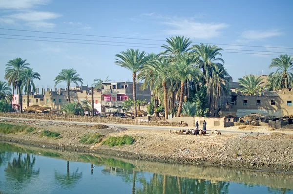 В Египет. Ош рядом с рекой Нил — стоковое фото