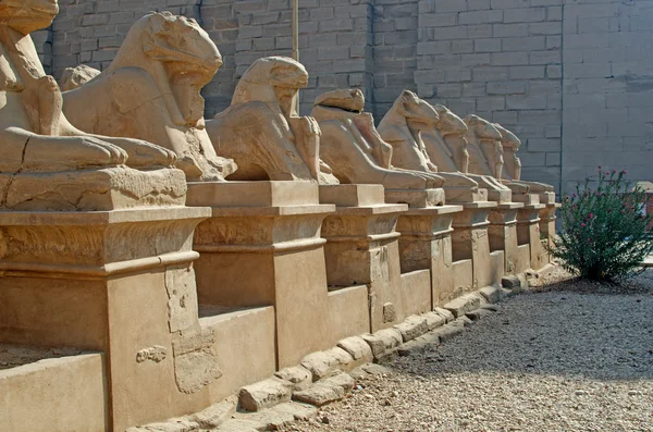 Аллея сфинксов в храме Амун-Ре (Карнак, Луксор, Египет) ) — стоковое фото