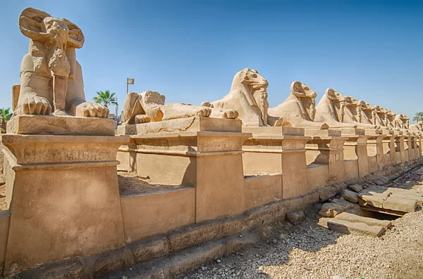 Sphinxes in Luxor, Egypt — Stock Photo, Image