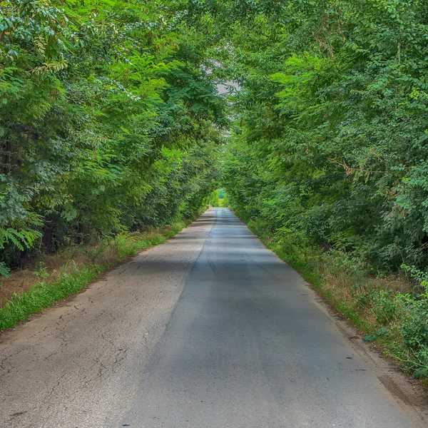 Eine Straße durch den Wald — Stockfoto