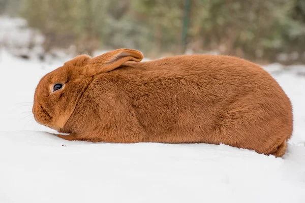 Conejo en la nieve — Foto de Stock