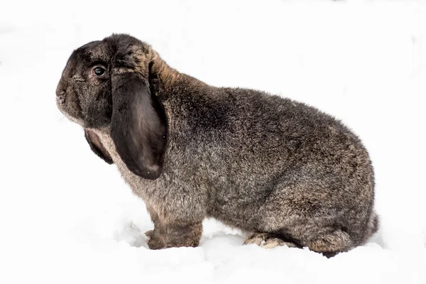 Conejo en la nieve — Foto de Stock