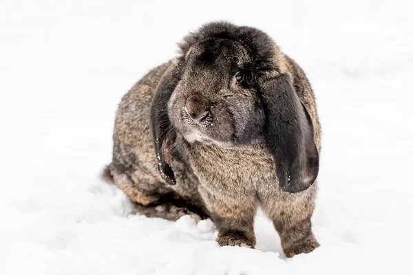 Conejo en la nieve — Foto de Stock