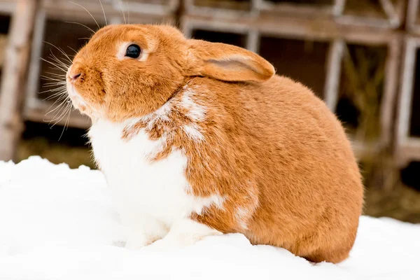 Conejo en la nieve — Foto de Stock