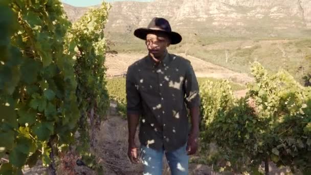 Travailleur ethnique masculin marchant dans les vignes examinant les feuilles de raisin pour le virus — Video