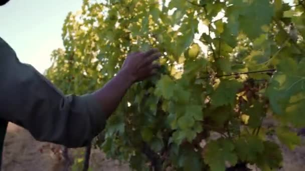 Fermier ethnique masculin marchant dans les vignes se brossant les mains contre les feuilles du vignoble — Video