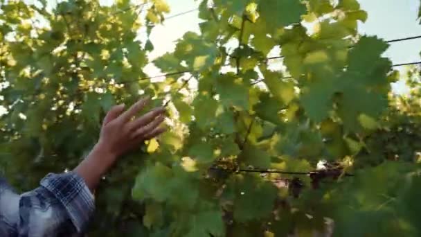 Femme agricultrice caucasienne brossant doucement les mains à travers les feuilles de vigne. — Video