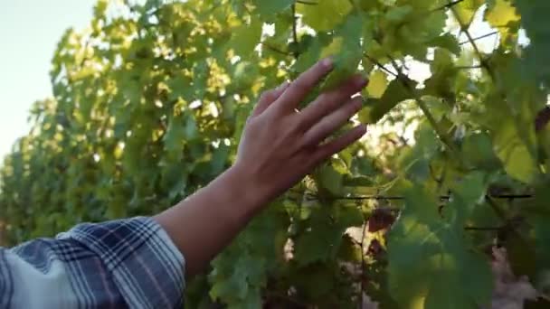 Agriculteur caucasien femelle marchant dans les vignes se brossant la main contre les feuilles de raisin — Video