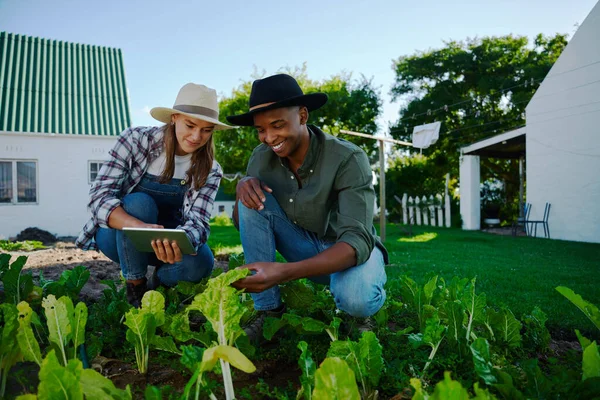 Gemischte Rasse männliche und weibliche Bauern, die im Gemüsebeet arbeiten — Stockfoto