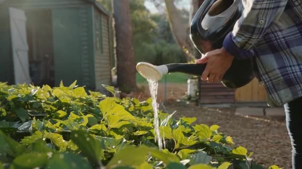 Blanke vrouwelijke boer besproeien planten buiten met behulp van gieter — Stockvideo