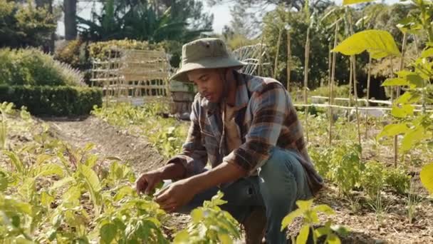 Gemengde rassen mannelijke tuinman aanplant gewassen in plantaardige patch — Stockvideo