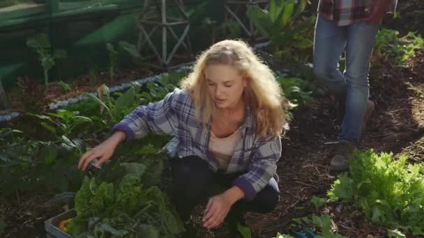 Beyaz kadın çiftçi, erkek meslektaşıyla birlikte taze ürün topluyor. — Stok video