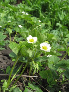 makarna sosu ve yeşillik ile