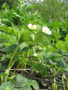 makarna sosu ve yeşillik ile