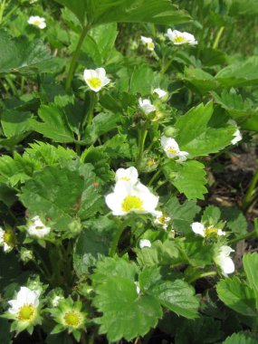 makarna sosu ve yeşillik ile