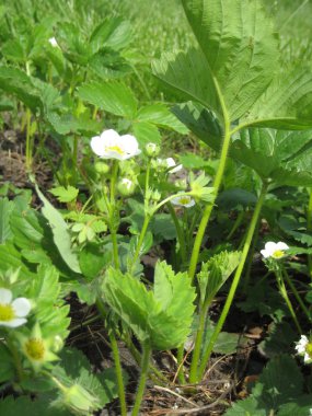 makarna sosu ve yeşillik ile