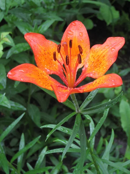 Bahçede Tiger zambaklar. Lilyum lancifolium