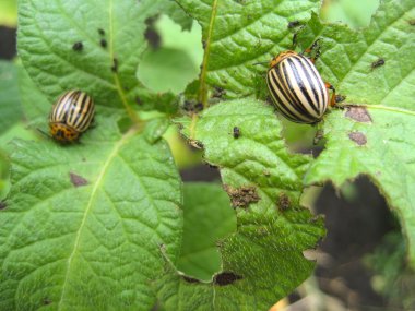 Colorado böceği Colorado böceği patates yaprak üzerinde
