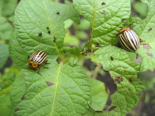 Escarabajo de Colorado Escarabajo de Colorado en hoja de patata — Foto de Stock