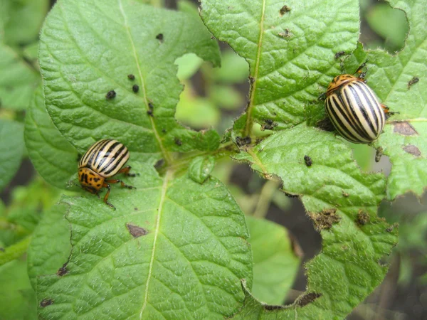 Colorado beetle Colorado beetle on potato leaf