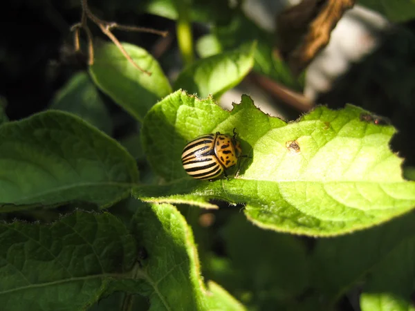 Colorado beetle Mandelinka na bramborové listy — Stock fotografie