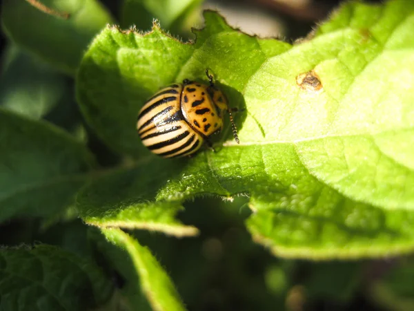 Colorado beetle Colorado beetle on potato leaf — Stock Photo, Image