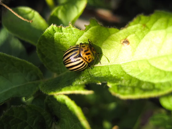 Coléoptère du Colorado Coléoptère du Colorado sur feuille de pomme de terre — Photo