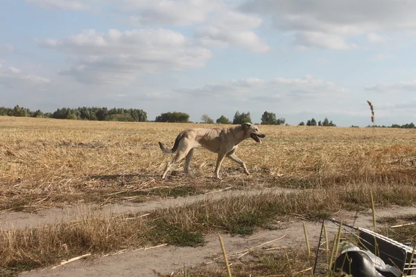 Pes běžící na hřišti — Stock fotografie