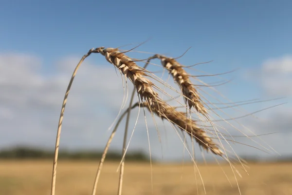 spikelets buğday mavi bahar gökyüzü karşı