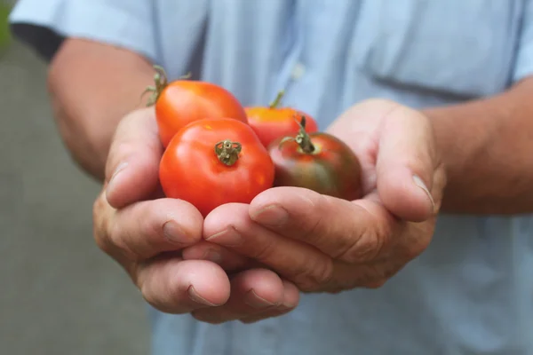 Man håller en tomat, närbild — Stockfoto