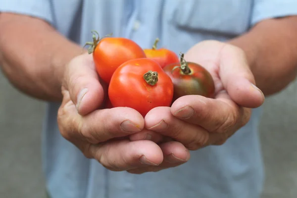 Hombre sosteniendo un tomate, primer plano — Foto de Stock