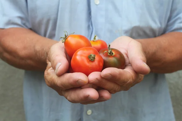 Uomo che tiene un pomodoro, primo piano — Foto Stock