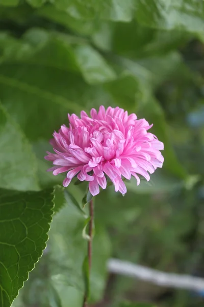Flores astros rosa em um fundo de jardim verde — Fotografia de Stock