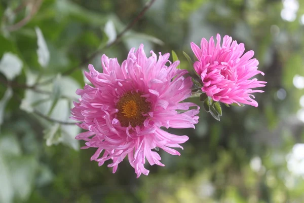 Rosa astrar blommor på en bakgrund av grön trädgård — Stockfoto