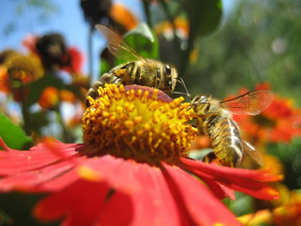 Abeja en flor increíble, abeja polinizada de amarillo — Foto de Stock