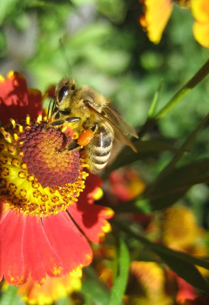 Abeja en flor increíble, abeja polinizada de amarillo — Foto de Stock