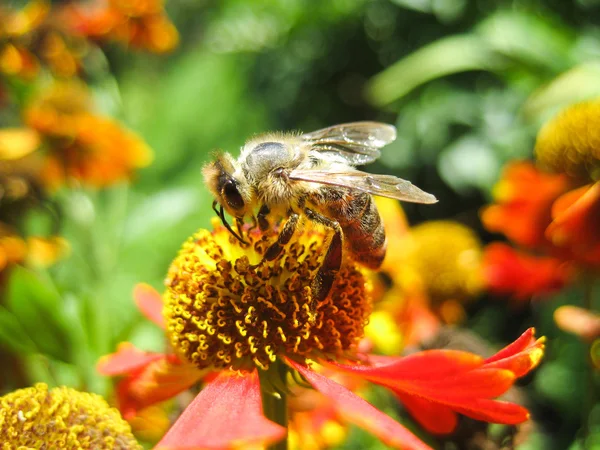 Bee in bloem verbazingwekkend, honingbij bestoven van geel — Stockfoto
