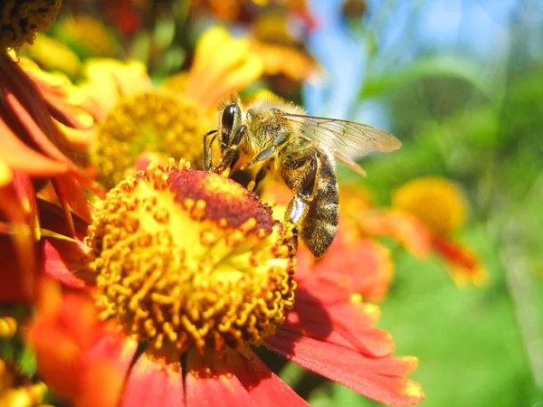 Abeja en flor increíble, abeja polinizada de amarillo — Foto de Stock