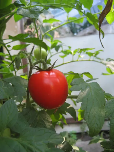 Reife natürliche Tomaten, die auf einem Zweig im Gewächshaus wachsen. geringe Schärfentiefe — Stockfoto